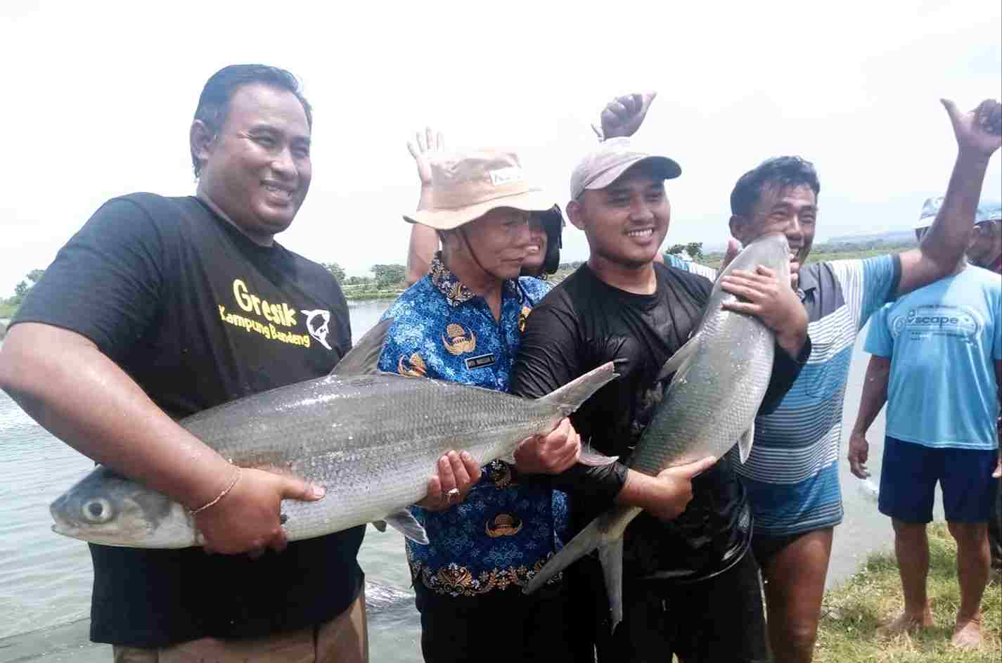 Petambak Gresik memanen Bandeng kawak