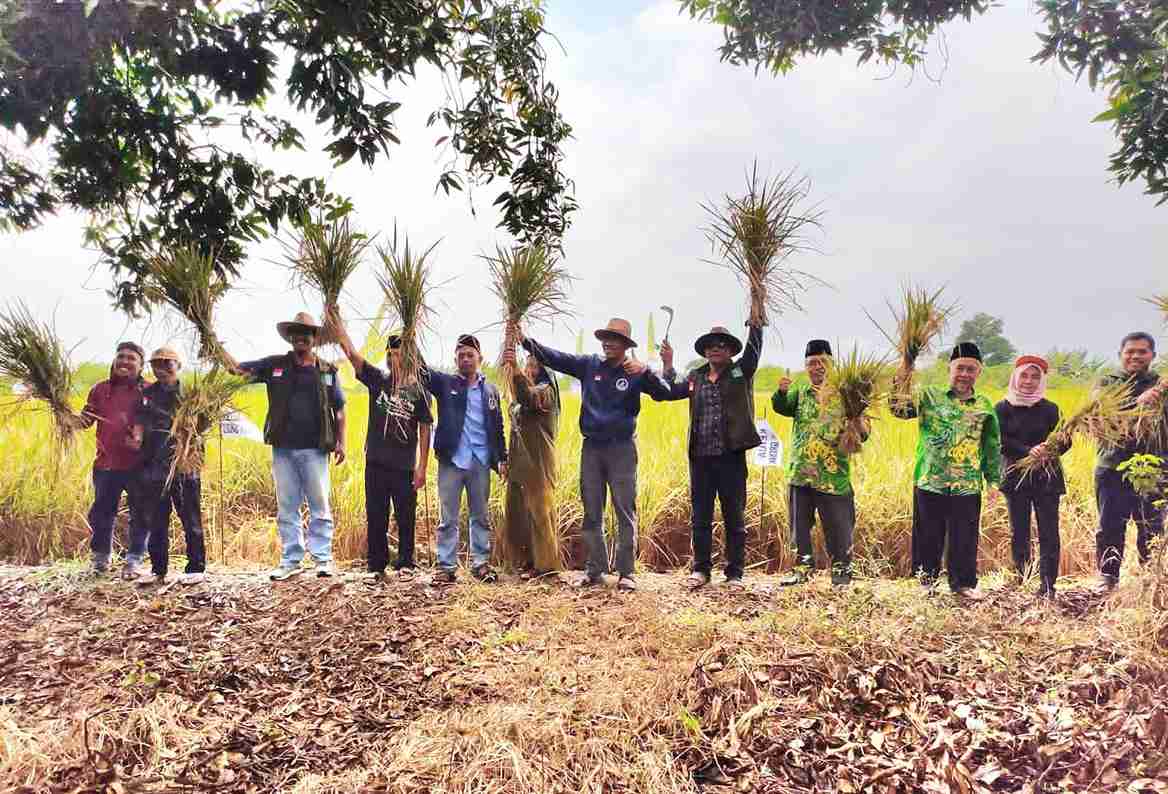 Penjabat Rais Syuriyah didampingi Wakil Ketua PCNU Gresik, jajaran pengurus LPPNU Gresik, kader pertanian NU Gresik memarkan panen raya varietas padi IF20. Foto: dok PC LPPNU Gresik/NUGres