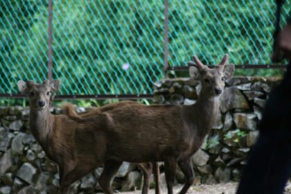 Rusa Bawean (Axis Kuhli) merupakan jenis hewan langka yang hanya ada di Pulau Bawean, Kabupaten Gresik, Jawa Timur. Dalam buku Sketsa Bawean yang ditulis oleh Fathan Al Irsad, bahwa menurut KH Raden Abdurrahman, rusa Bawean termasuk jenis rusa paling indah. Diperlukan teknik tersendiri untuk melihat rusa Bawean dalam jarak dekat di alam bebas. Sementara itu peneliti yang pernah bertugas untuk World Wildlife Fund, Rallign Blouch dari Washington University, pernah bermukim di Pulau Bawean pada 1976 mengajarkan petugas pelestarian rusa Bawean tentang ilmu menjinakkan hewan liar ini dengan cara bersiul. Foto: dok Chidir/NUGres