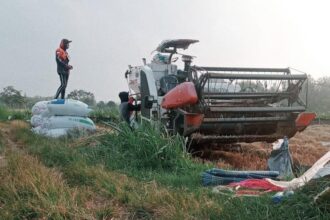 Warga Sumurber Kecamatan Panceng Kabupaten Gresik saat memanen padi. Foto: ist/NUGres
