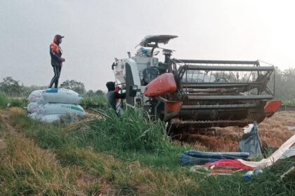 Warga Sumurber Kecamatan Panceng Kabupaten Gresik saat memanen padi. Foto: ist/NUGres